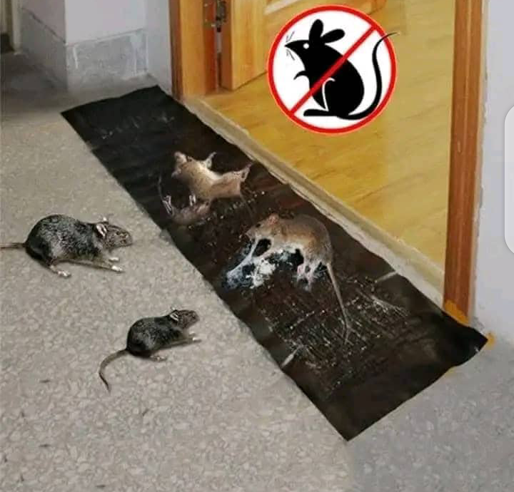 Piège à souris