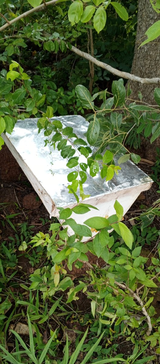 Ruche d'abeille