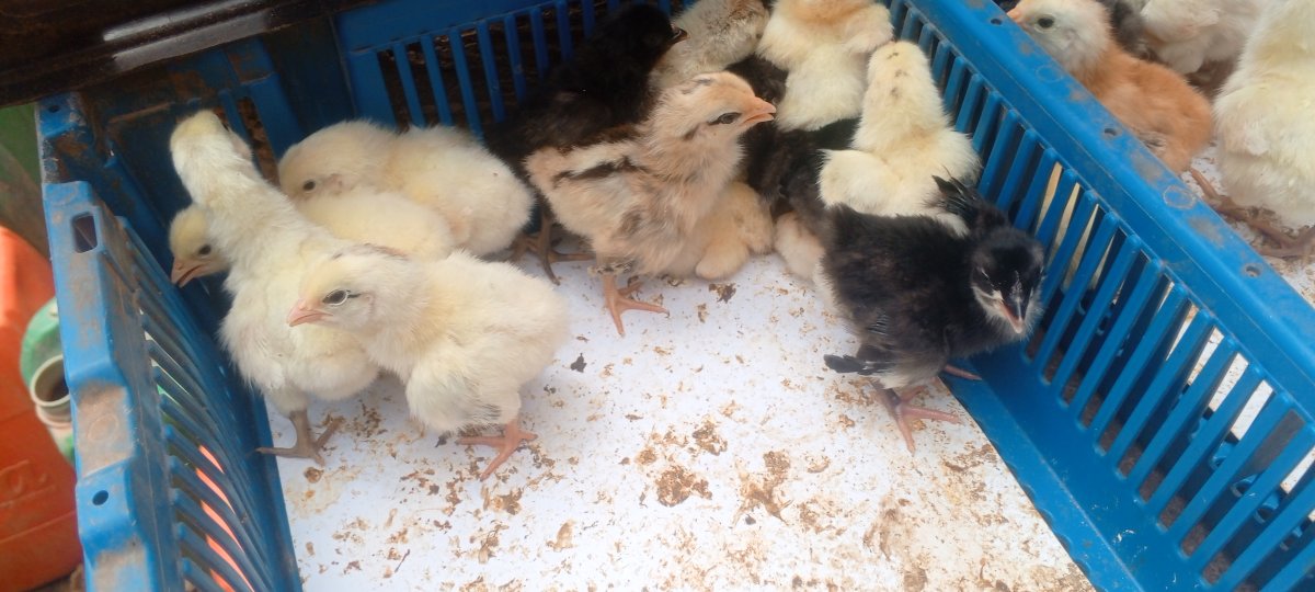 Poussins Goliath pur Sang disponible