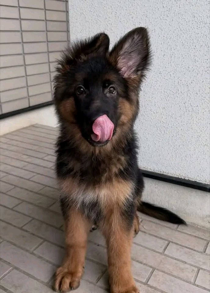 Chiot berger allemand