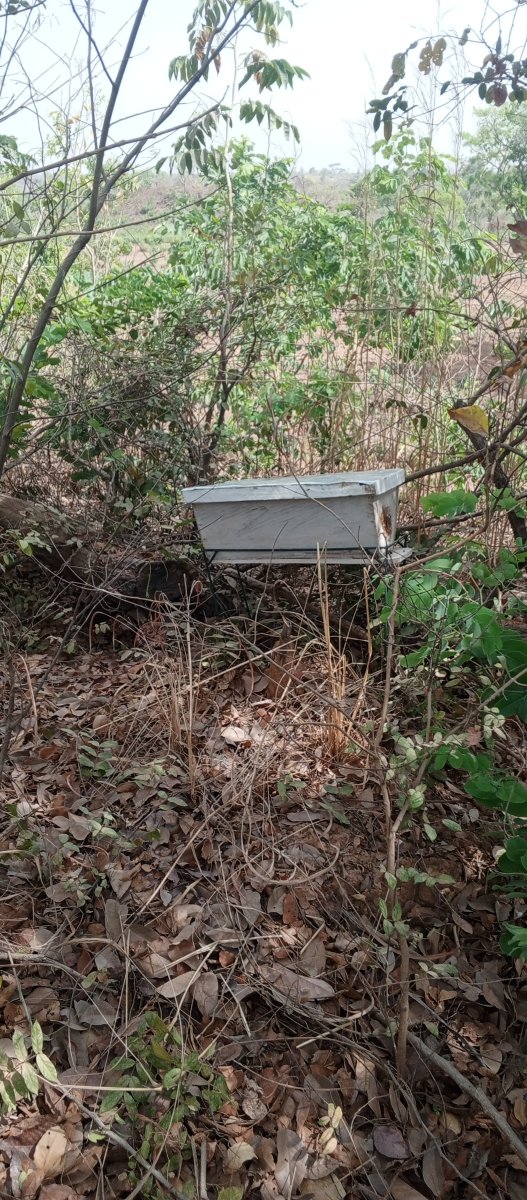 Ruche d'abeille