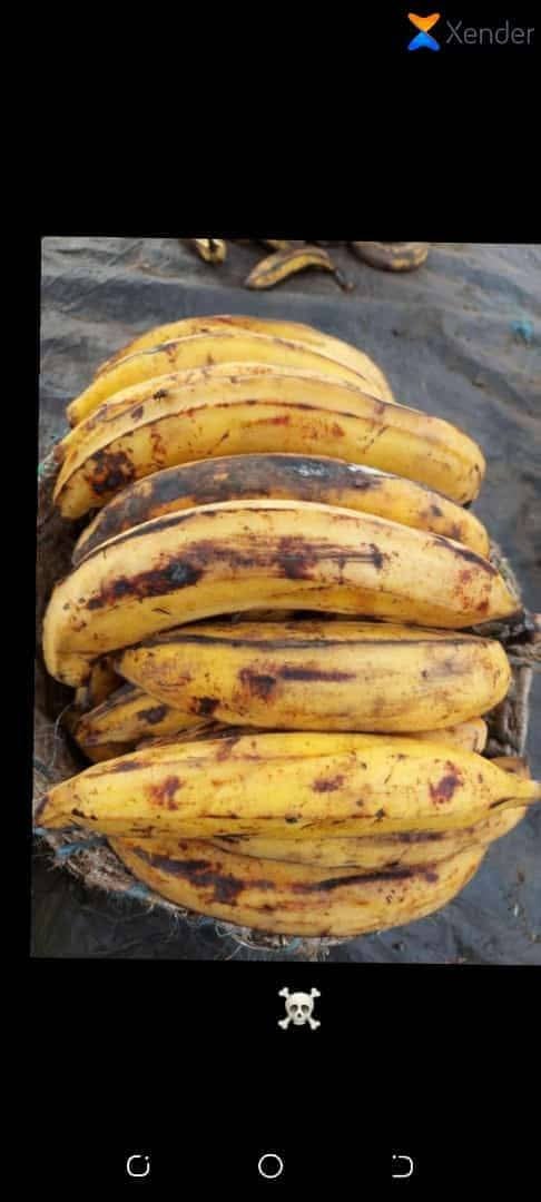 LOKO 🍌 Banane plantain 🍌