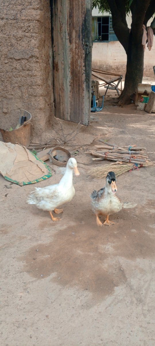 Chèvre Sahélien dindon oie Colvert tous disponible chez moi