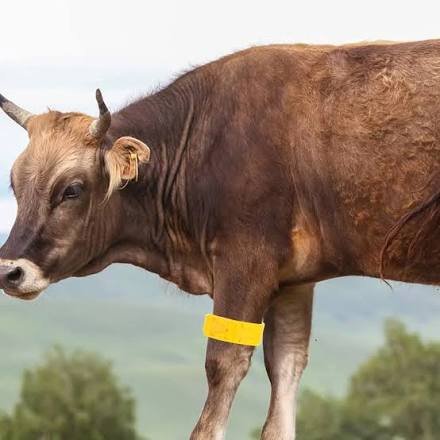 Bandes d'identification de bétail - vache, chèvres et moutons