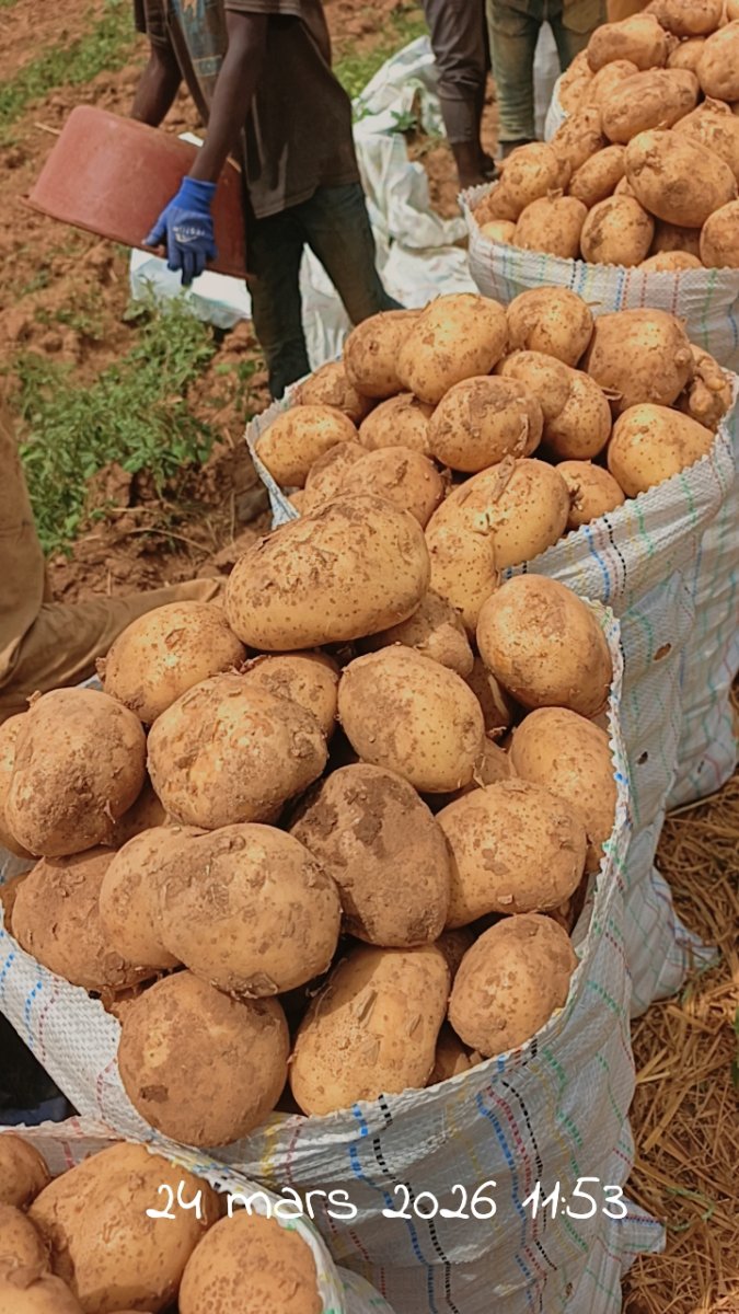 La patate et la pomme de terre 🥔🥔🥔