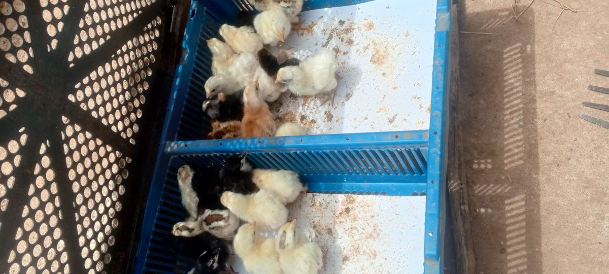 Poussins Goliath pur Sang disponible