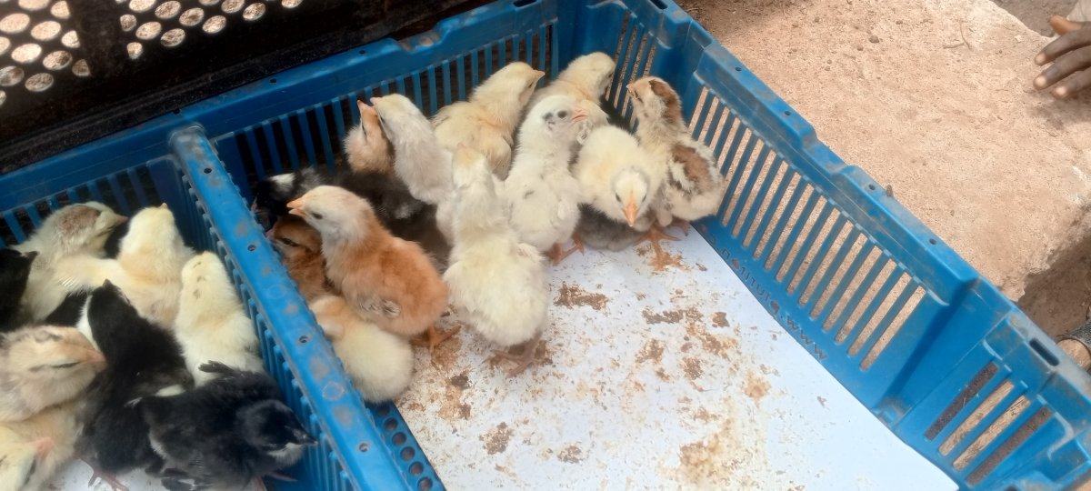 Poussins Goliath pur Sang disponible