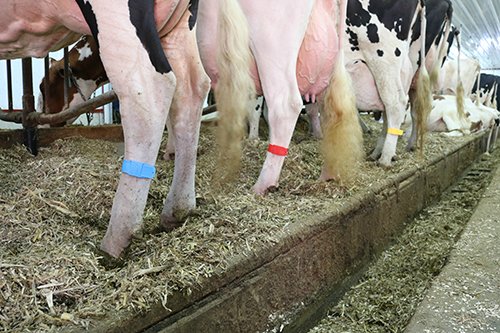 Bandes d'identification de bétail - vache, chèvres et moutons