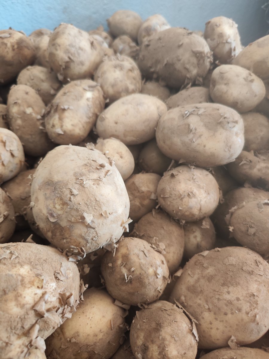 Pommes de terre
