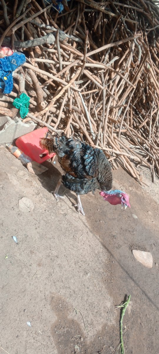 Un mal dindon royal