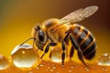 Ruche d'abeille kenyane