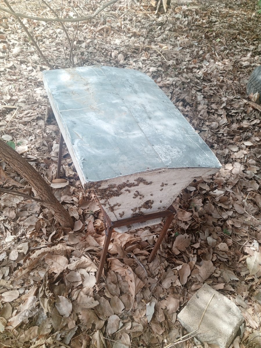 Ruche d'abeille