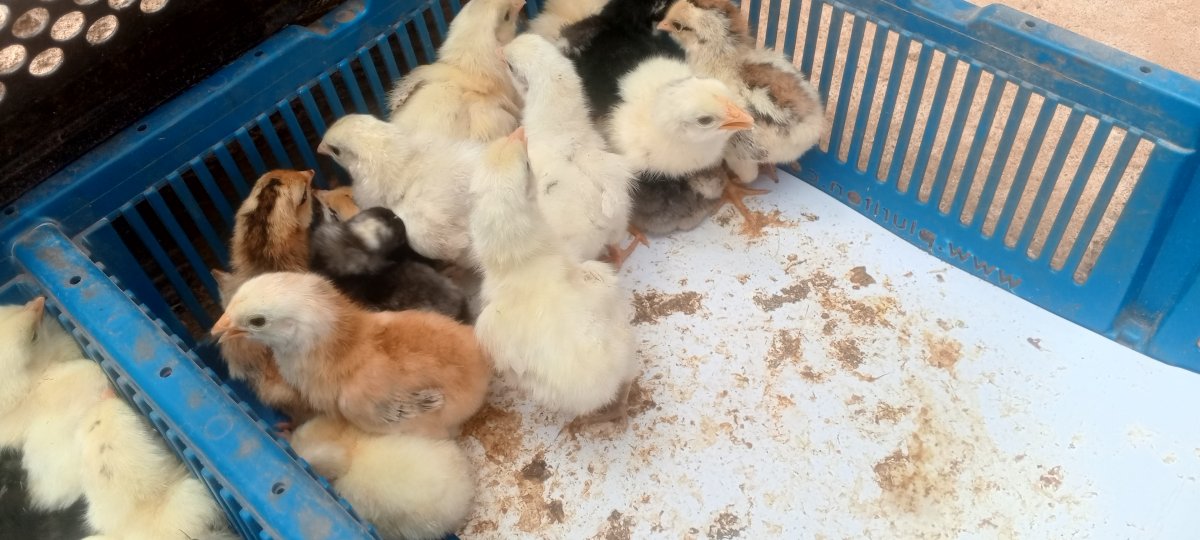 Poussins Goliath pur Sang disponible