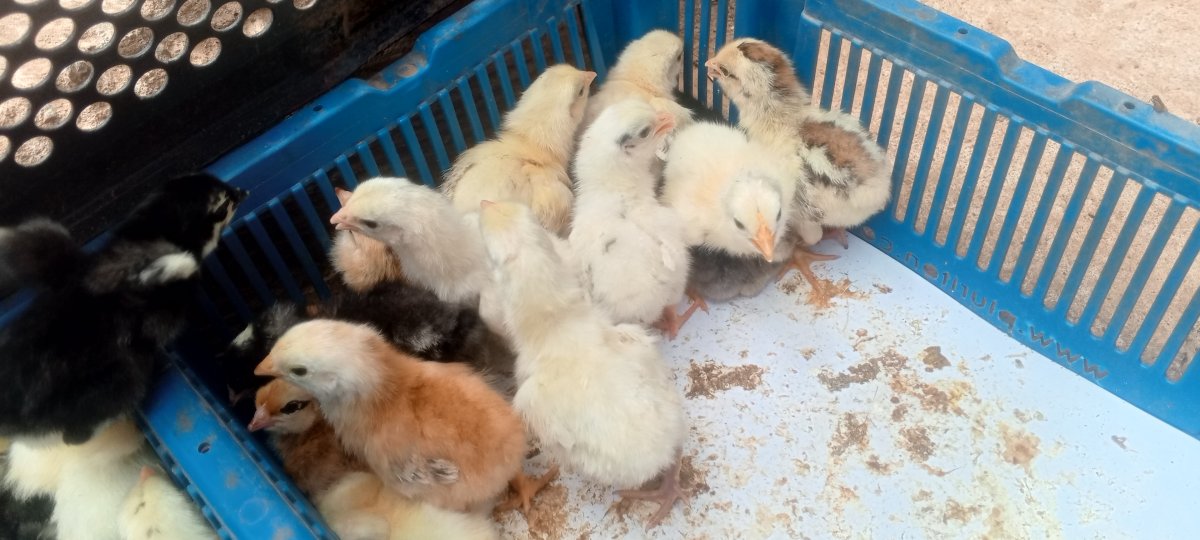 Poussins Goliath pur Sang disponible