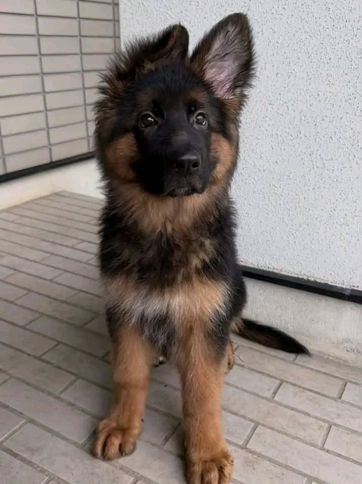 Chiot berger allemand